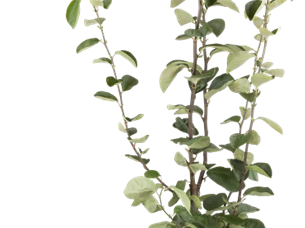 Cydonia 'Portugiesische' Cydonia 'Portugiesische'