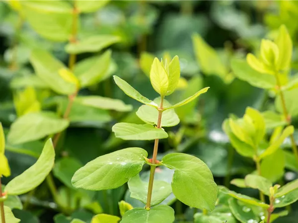 Lonicera 'Myberry -R- Sweet' Lonicera 'Myberry -R- Sweet'