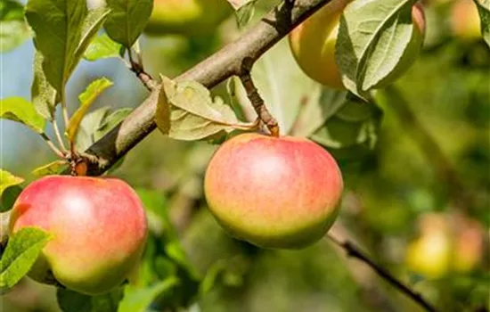 Malus domestica 'Kronprinz Rudolf'