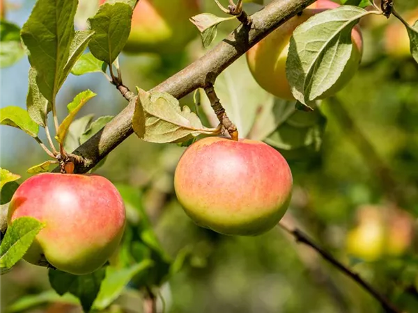 Malus domestica 'Kronprinz Rudolf' Malus domestica 'Kronprinz Rudolf'