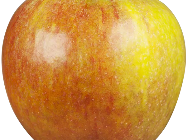 Malus domestica 'Mini-Cox (R) Coxdwarf -