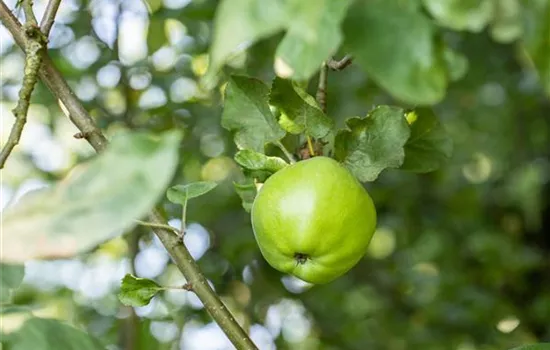 Malus domestica 'Steirischer Maschanzker'