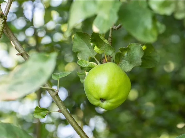 Malus domestica 'Steirischer Maschanzker' Malus domestica 'Steirischer Maschanzker'