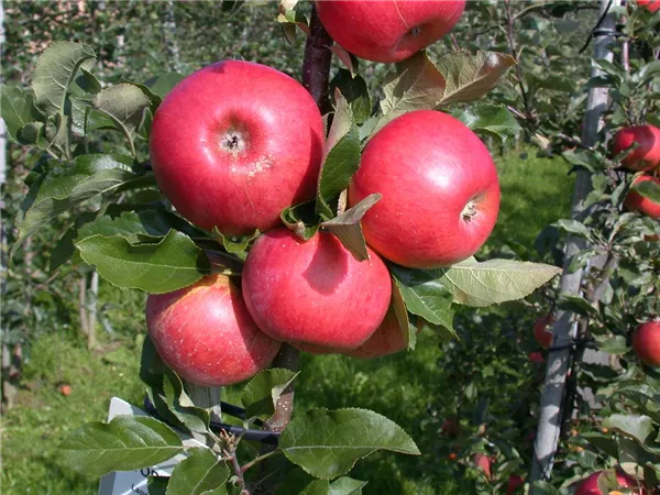Malus domestica 'Topaz' -S- Malus domestica 'Topaz' -S-