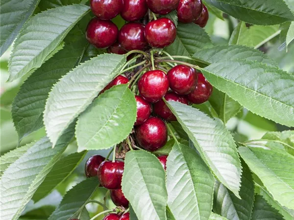 Prunus avium 'Fr. Rote Meckenheimer' Prunus avium 'Fr. Rote Meckenheimer'
