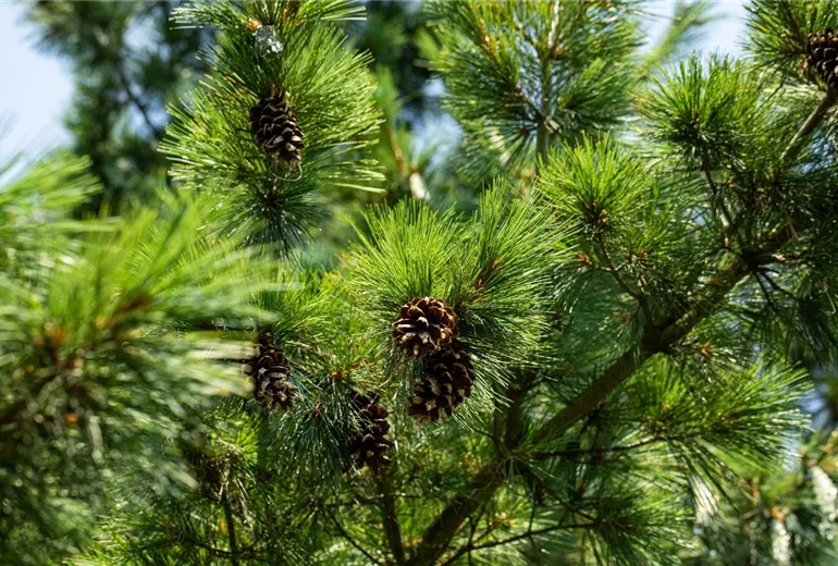 Pinus x schwerinii 'Barmstedt'