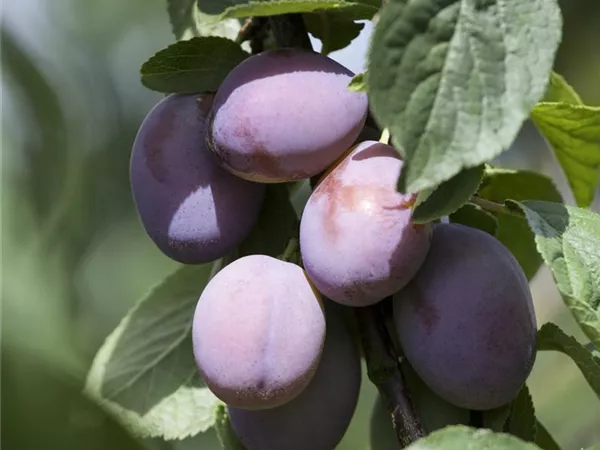 Prunus domestica 'Tipala' -S- Prunus domestica 'Tipala' -S-