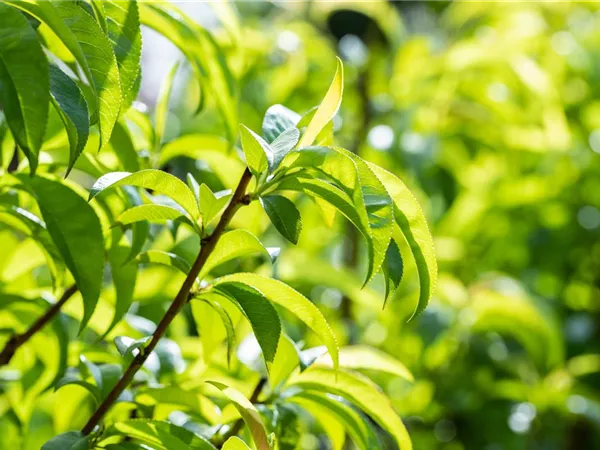 Prunus nucipersica 'Alicecol' -S- Prunus nucipersica 'Alicecol' -S-