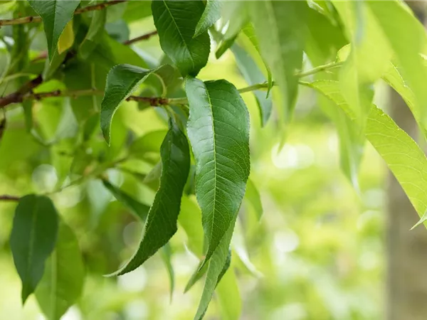 Prunus nucipersica 'Independence' Prunus nucipersica 'Independence'