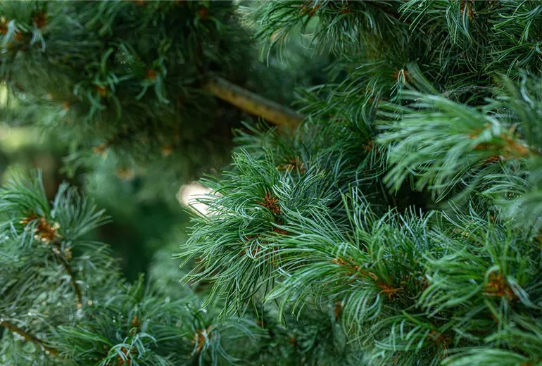 Pinus parviflora 'Schoon´s Bonsai'