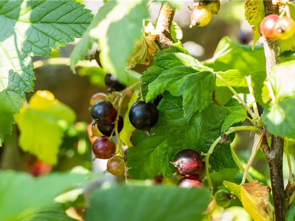 Ribes Jostabeere Ribes Jostabeere