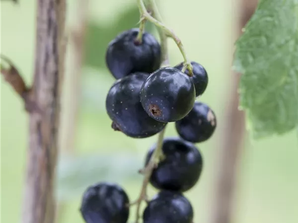 Ribes nigrum 'Ben Gairn' Ribes nigrum 'Ben Gairn'