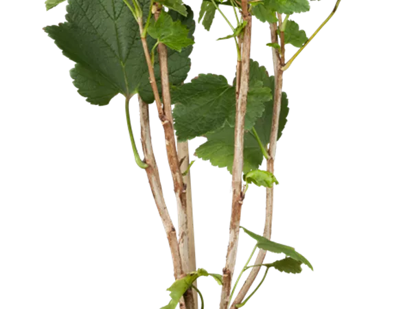 Ribes rubrum 'Jonkheer van Tets' Ribes rubrum 'Jonkheer van Tets'