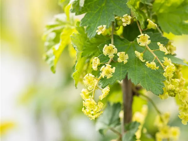 Ribes rubrum 'Stanza' Ribes rubrum 'Stanza'