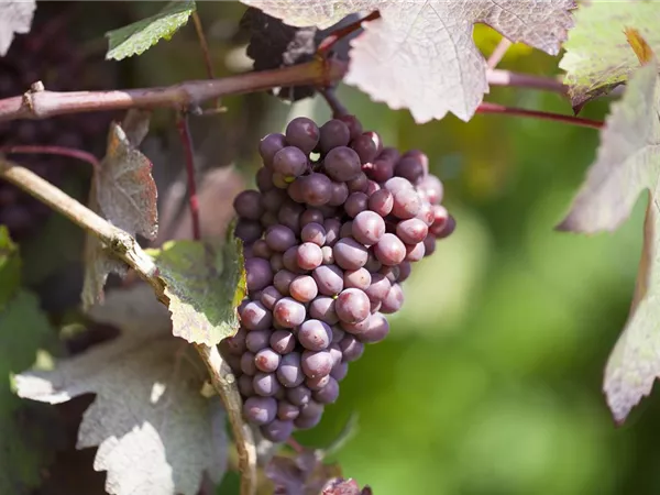 Vitis 'Datteltraube' -R- Vitis 'Datteltraube' -R-