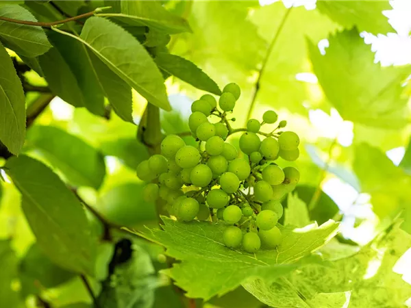 Vitis 'Picurka' -S- Vitis 'Picurka' -S-