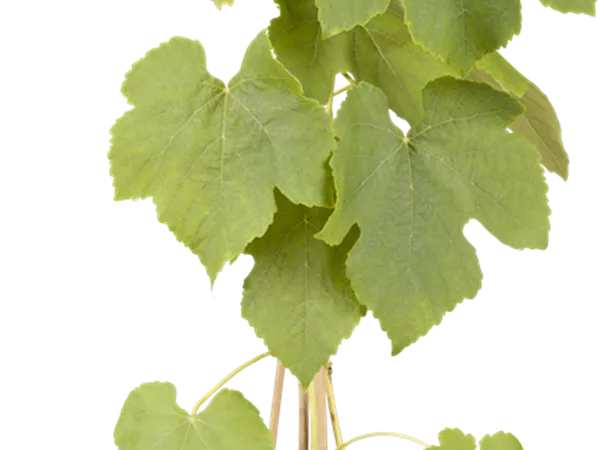 Vitis 'Vanessa' -R- Vitis 'Vanessa' -R-