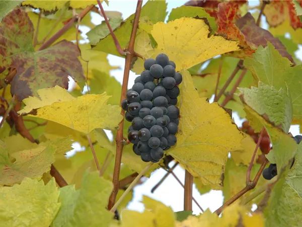 Vitis 'Rhea' -R- Vitis 'Rhea' -R-