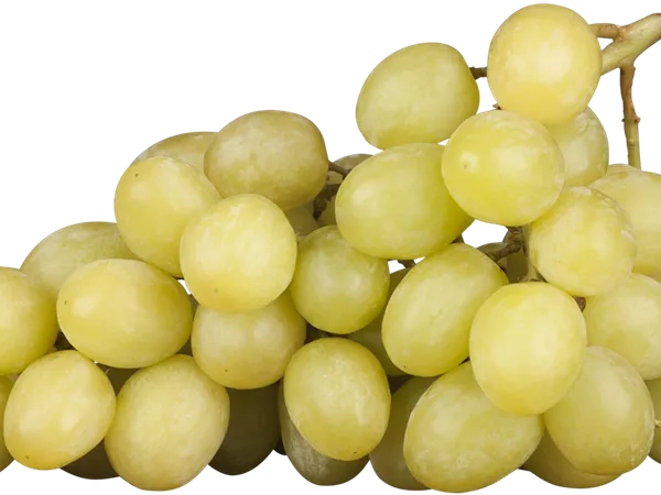 Vitis vinifera 'Uhudler Bianca' Vitis vinifera 'Uhudler Bianca'