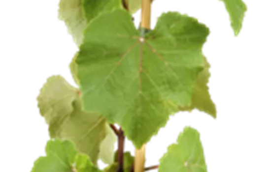 Vitis vinifera 'Uhudler Isabella'
