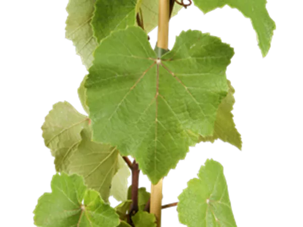Vitis vinifera 'Uhudler Isabella' Vitis vinifera 'Uhudler Isabella'