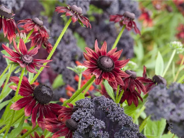 Die beliebtesten Stauden für die Gartengestaltung