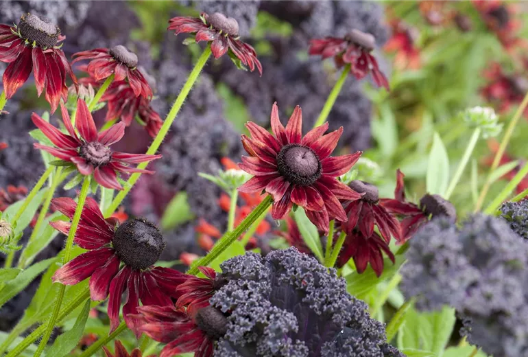 Rudbeckia hirta 'Cherry Brandy'