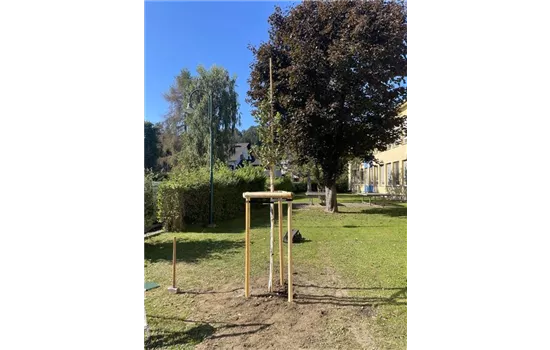 Baumstütze, gespitzt Fichte Baumstütze, gespitzt Fichte