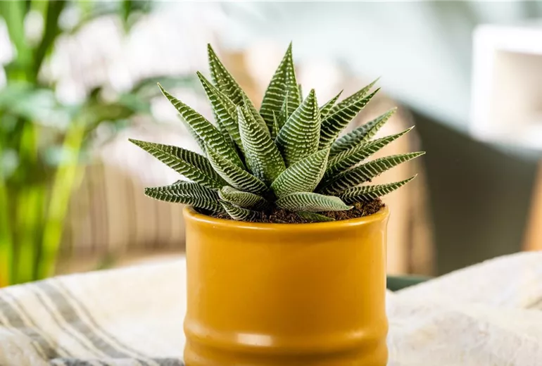 Haworthia 'Spider White'