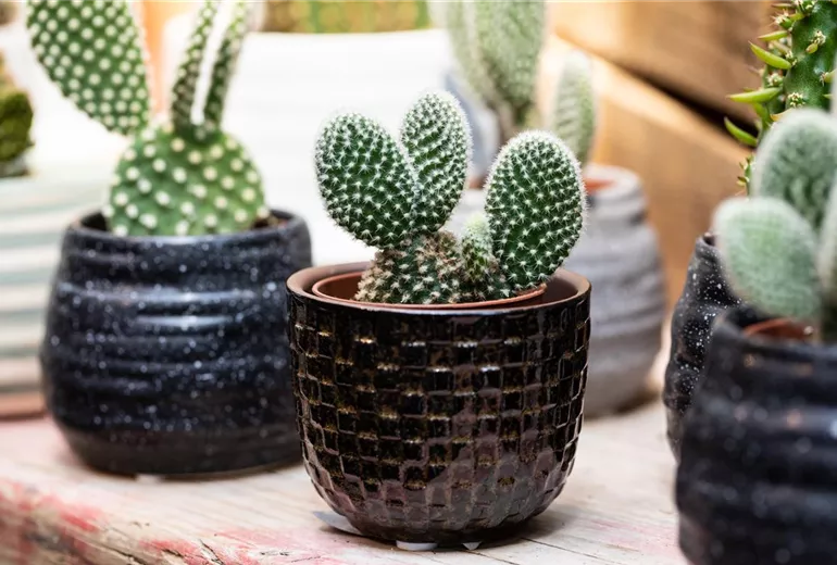 Opuntia microdasys var. albispina