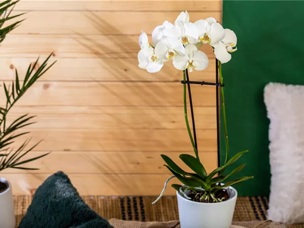 Die einmaligen Besonderheiten von Orchideen