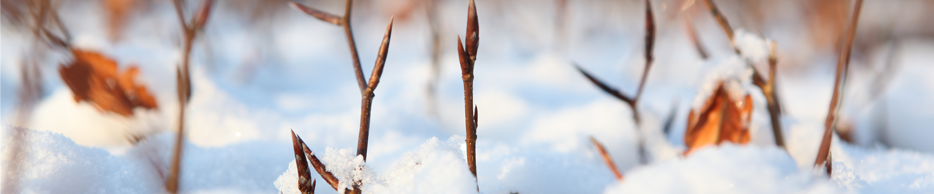 GS456464.jpg GS456464.jpg