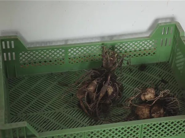 Dahlie - Überwintern Dahlie - Überwintern