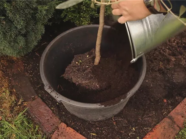 Olivenbaum - Überwintern Olivenbaum - Überwintern