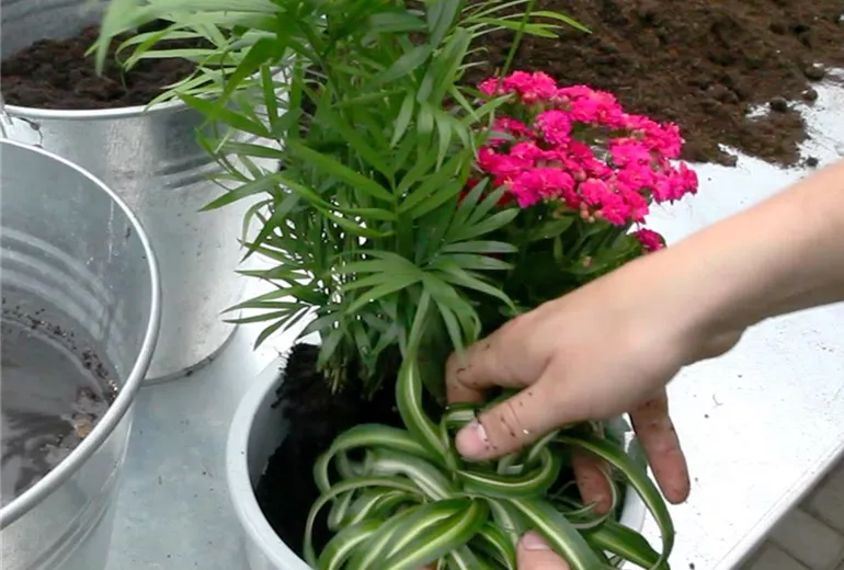 Schale - Einpflanzen von Zimmerpflanzen (4)