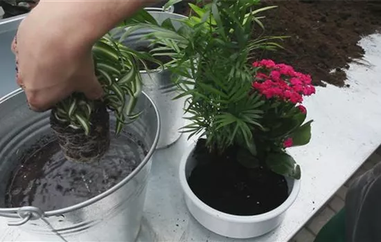 Schale - Einpflanzen von Zimmerpflanzen