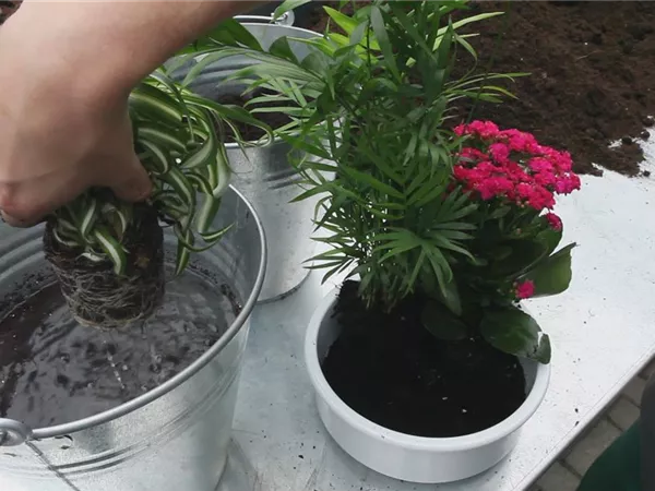 Schale - Einpflanzen von Zimmerpflanzen Schale - Einpflanzen von Zimmerpflanzen