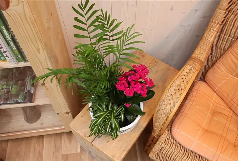 Schale - Einpflanzen von Zimmerpflanzen (1)