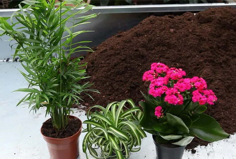 Schale - Einpflanzen von Zimmerpflanzen (2)