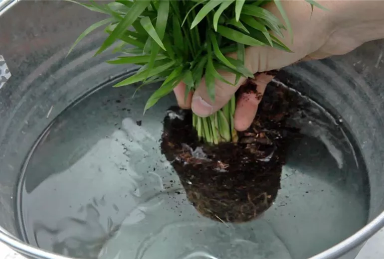 Schale - Einpflanzen von Zimmerpflanzen (3)