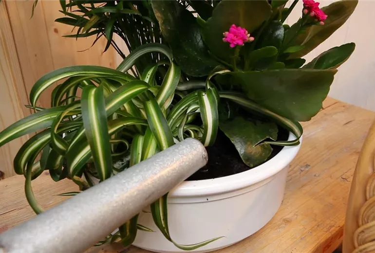 Schale - Einpflanzen von Zimmerpflanzen (5)
