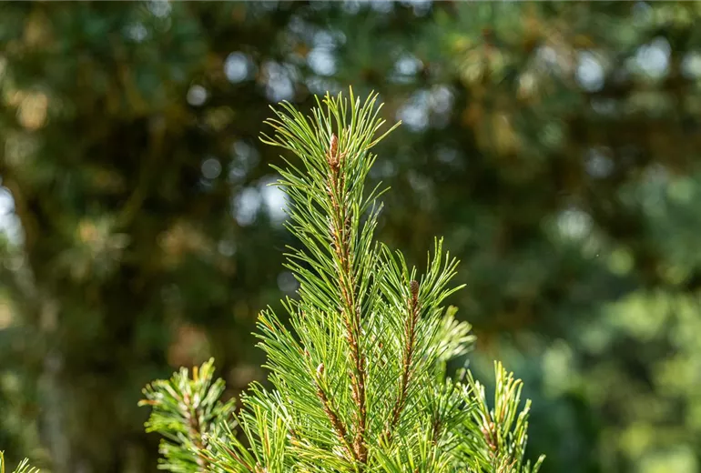 Pinus mugo 'Dirk'
