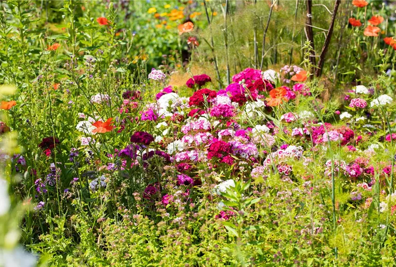 Dianthus barbatus