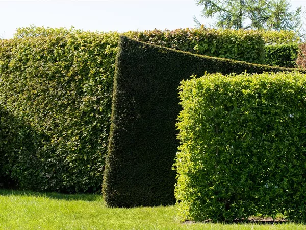 Die schönsten Heckenpflanzen für den Garten entdecken