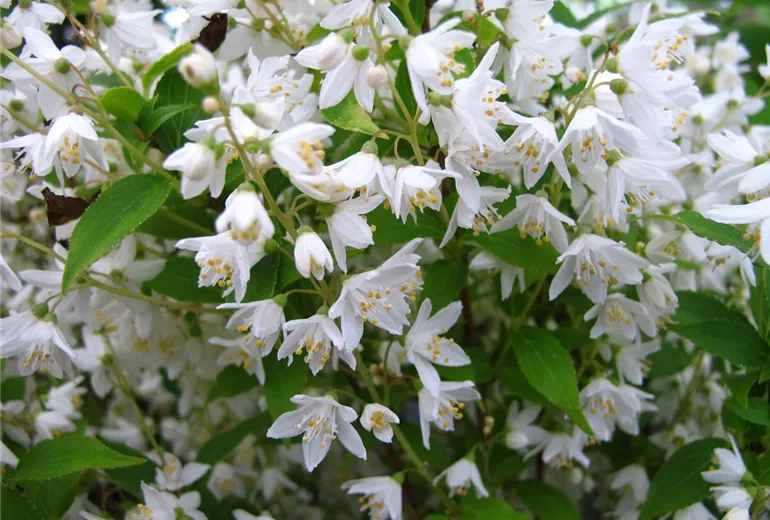 Deutzia gracilis