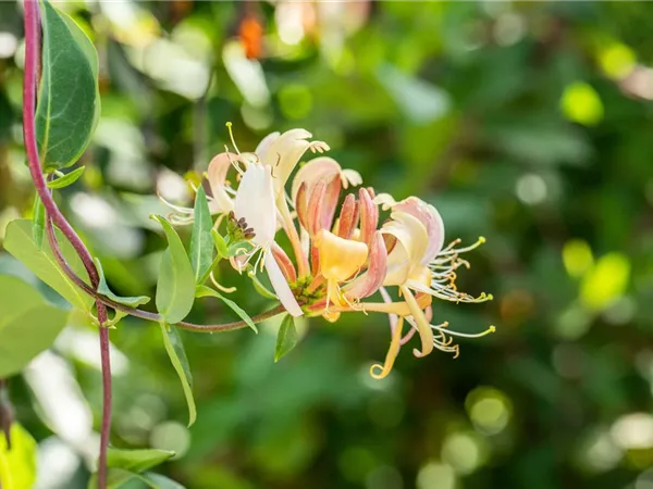 Die Vielfalt der Kletterpflanzen – Hoch hinaus in bunten Farben