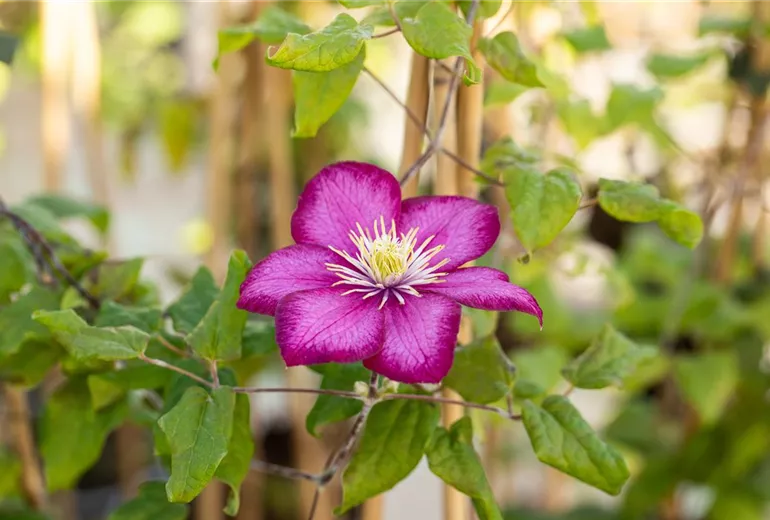Clematis 'Ville de Lyon'