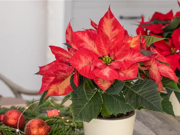 Ein Weihnachtsstern für das ganze Jahr