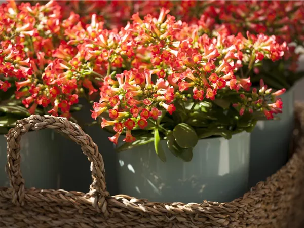 Eine Kalanchoe als blühendes Highlight im Haus