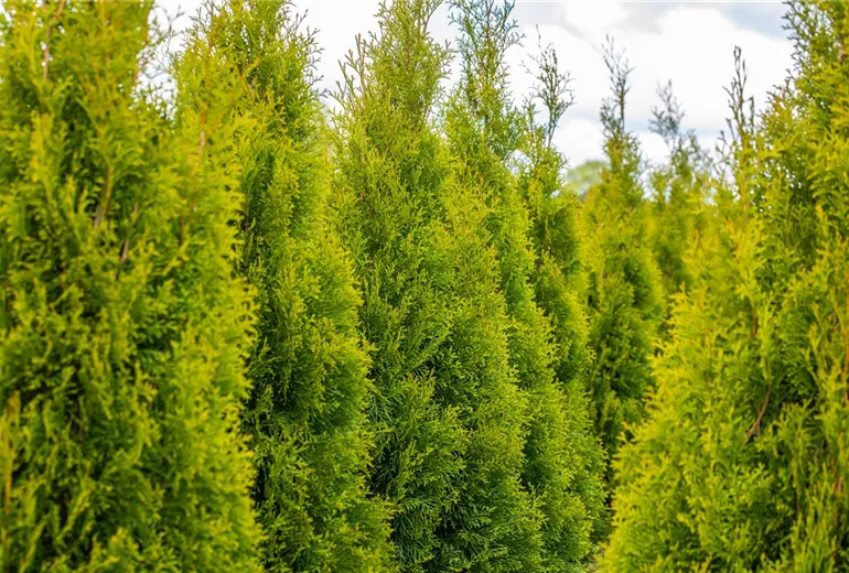 Thuja occidentalis 'Smaragd'